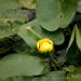 View the image: A yellow bloom from the deep