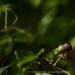 View the image: Fruiting vine