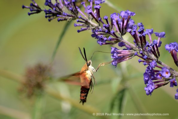 Hummingbird moth feeding