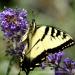 View the image: Swallowtail sipping nectar