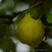 View the image: Pear in the Rain