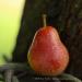 View the image: Red Pear