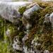 View the image: Moss on stone