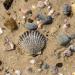 View the image: Shells and stone