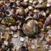 View the image: Trove of shells
