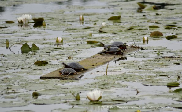 Turtle raft