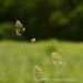 View the image: Grasses