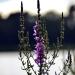 View the image: Loosestrife by the lake