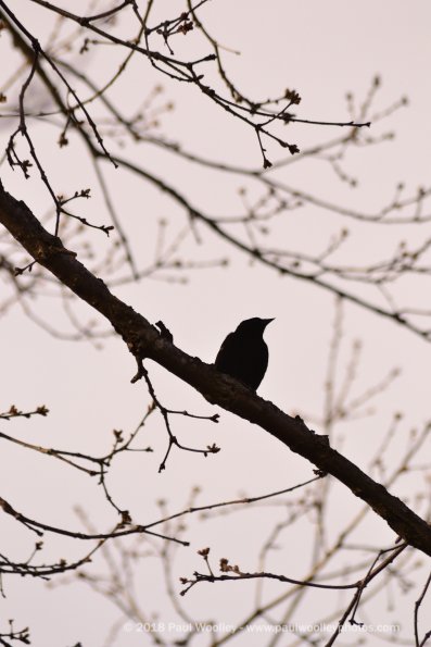 Redwing silhouette