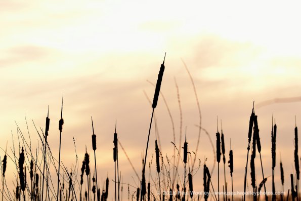 Reeds and sunlight