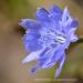 View the image: Chicory in the sun