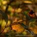 View the image: Fall art on leaves