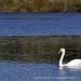 View the image: Swan on the water