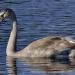View the image: Young swan