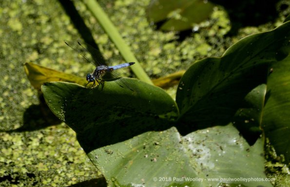 Dragonfly on arrowroot