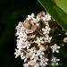 View the image: White star flowers
