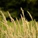 View the image: Wild grasses