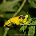 View the image: Bumblebee detail