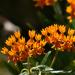 View the image: Butterfly milkweed petals