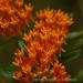 View the image: Butterfly milkweed