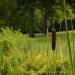 View the image: Cattail in the park