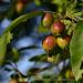 View the image: Crabapples