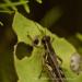View the image: Grasshopper detail