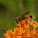 View the image: Great Golden Digger Wasp on Butterfly Milkweed