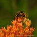 View the image: Great golden digger wasp