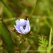 View the image: Hiding in the chicory