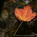 View the image: Leaf on the water