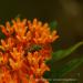 View the image: Metallic bee on butterfly milkweed
