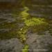View the image: River of moss