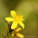 View the image: St Johns Wort