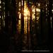 View the image: Sunset in the woods