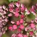 View the image: Tiny pink petals detail