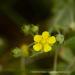 View the image: Tiny yellow bloom