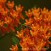 View the image: Visiting the milkweed flowers