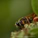 View the image: Wasp getting a snack