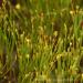 View the image: Wild grasses details