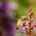 View the image: Bee macro on loosestrife