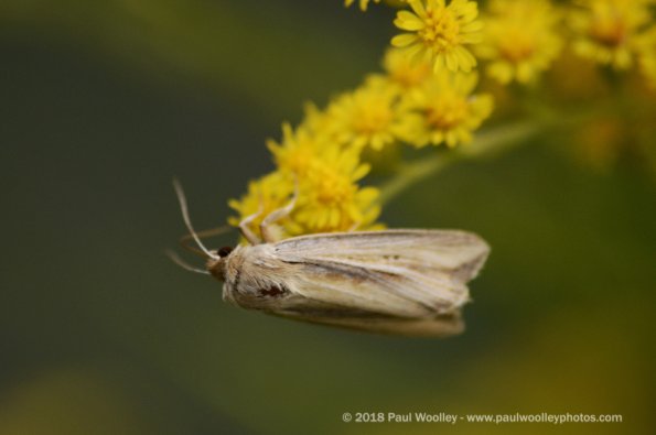 Common moth