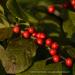 View the image: Winter berries in fall