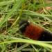 View the image: Wooly bear