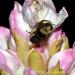 View the image: Bumblebee macro