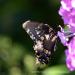 View the image: Black swallowtail