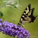 View the image: Giant Swallowtail Butterfly
