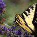 View the image: Giant swallowtail sipping