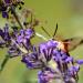 View the image: Hummingbird moth feeding and floating