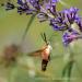 View the image: Hummingbird moth feeding